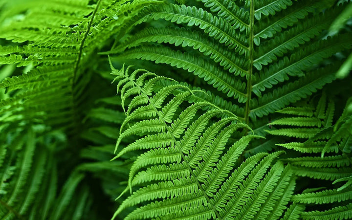 BowLift | UV Resistant Artificial Boston Fern | Lifelike, Waterproof & Maintenance-Free for Outdoor Décor