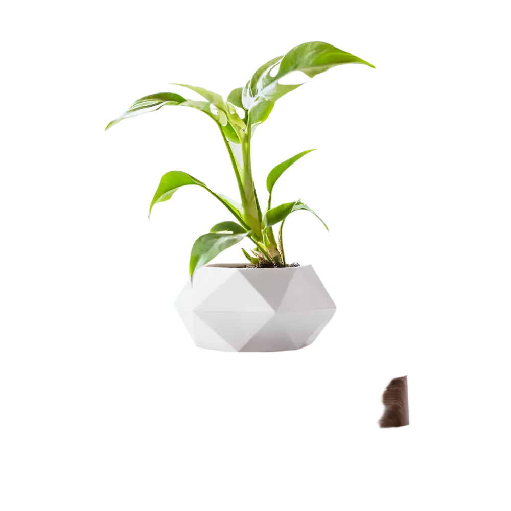 GeoSpin rotating geometric plant box Bowlift