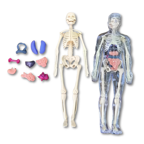BowLift | BodyQuest