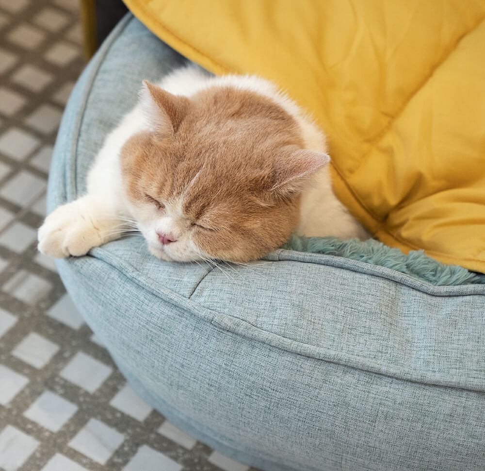 BowLift | Dog Blanket Mat for Large Pets