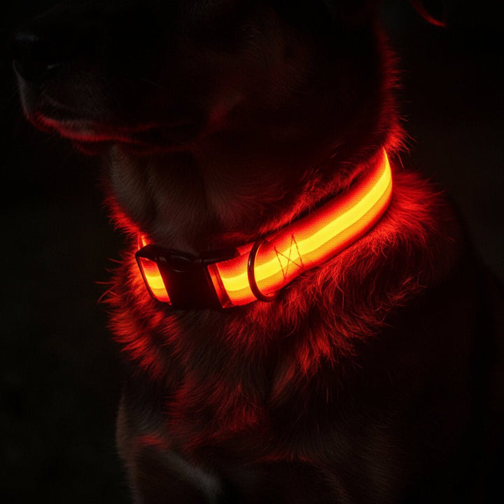 BowLift | LED Safety Dog Collar with Adjustable Fit