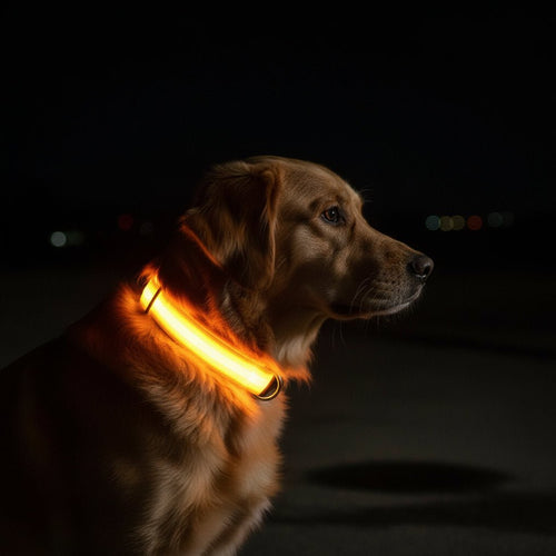 BowLift | LED Safety Dog Collar with Adjustable Fit