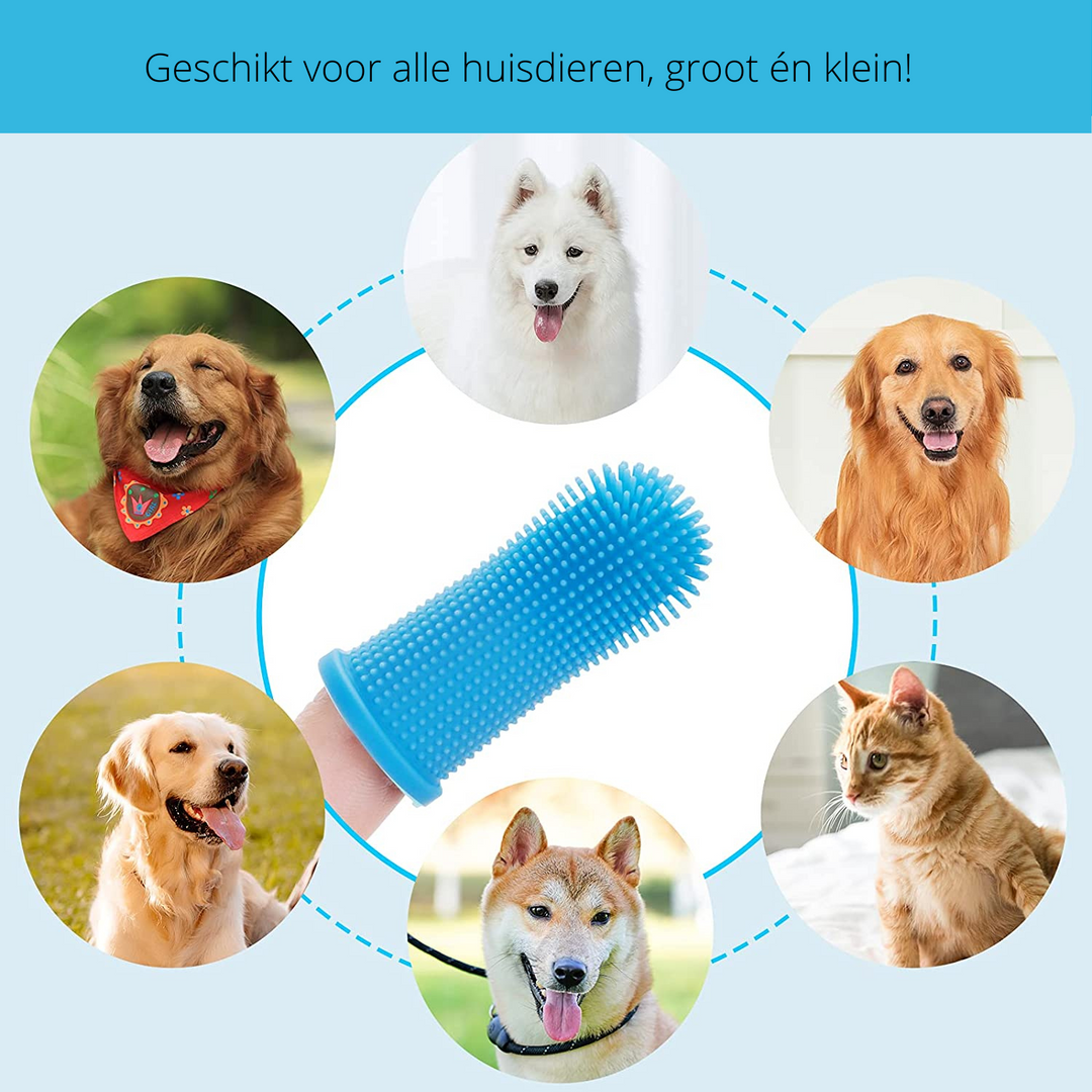 Safe Dog Dental Care for Home Bowlift