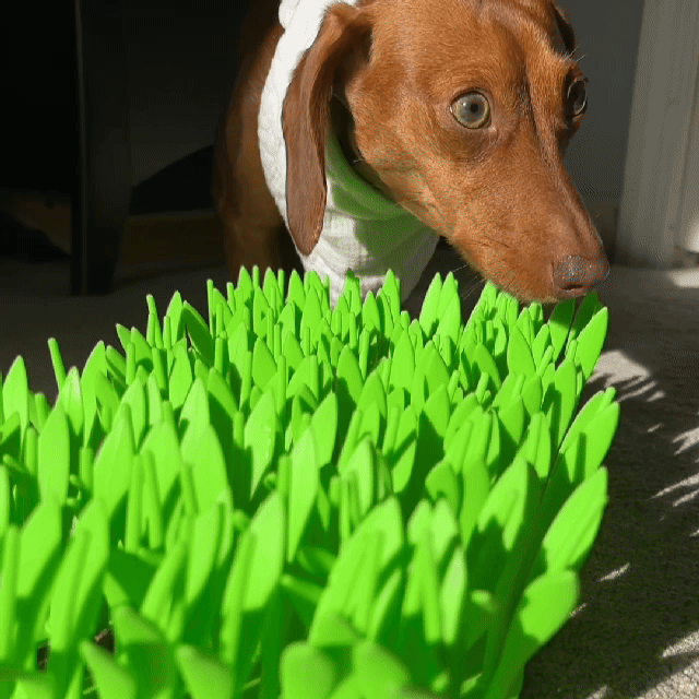 BowLift | TidyFeast Pet-Friendly Meal Pad