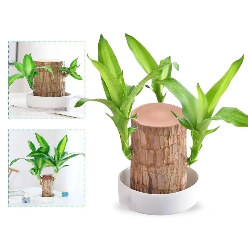 BowLift | Lucky Charm Brazilwood Potted Plant – Air Purifying & Prosperity Promoting