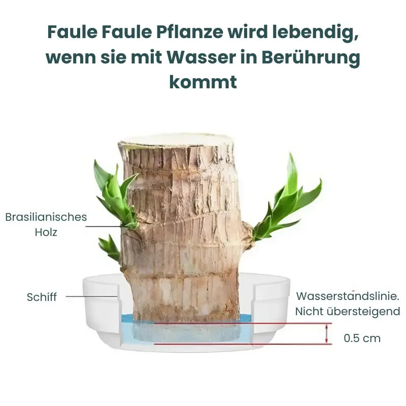BowLift | Lucky Charm Brazilwood Potted Plant – Air Purifying & Prosperity Promoting