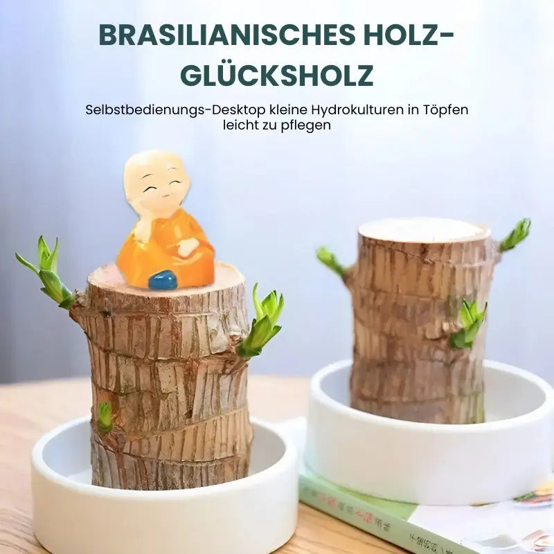 BowLift | Lucky Charm Brazilwood Potted Plant – Air Purifying & Prosperity Promoting