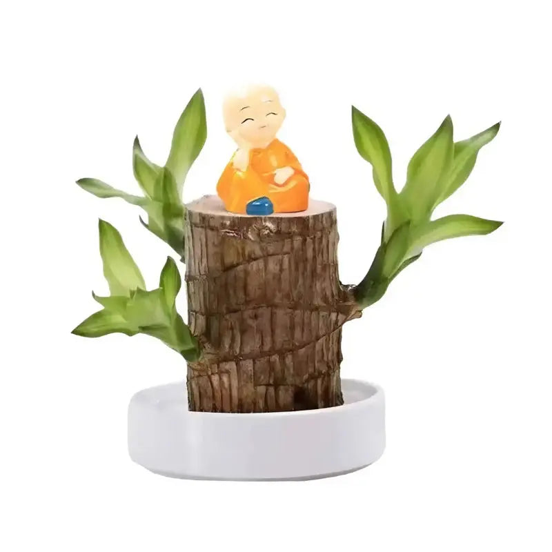 BowLift | Lucky Charm Brazilwood Potted Plant – Air Purifying & Prosperity Promoting