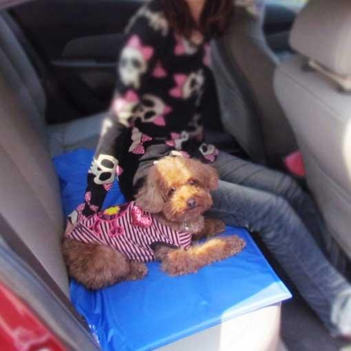 Pet Cooling Mat | Bowlift