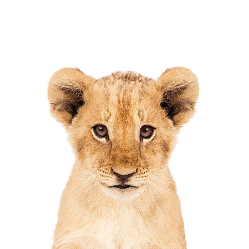 Baby Cute Animals Wall Stickers For Nursery Room Removable Peel and Stick Vinyl Wall Decals For Baby's Room Creative DIY Wall Decor | Bowlift