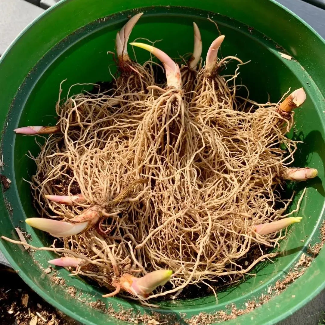 BowLift | Lily of the Valley Rhizomes – Fragrant and Easy Care