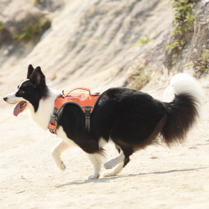 BowLift | Multifunctional explosion-proof anti-pull harness for medium to large dogs harness