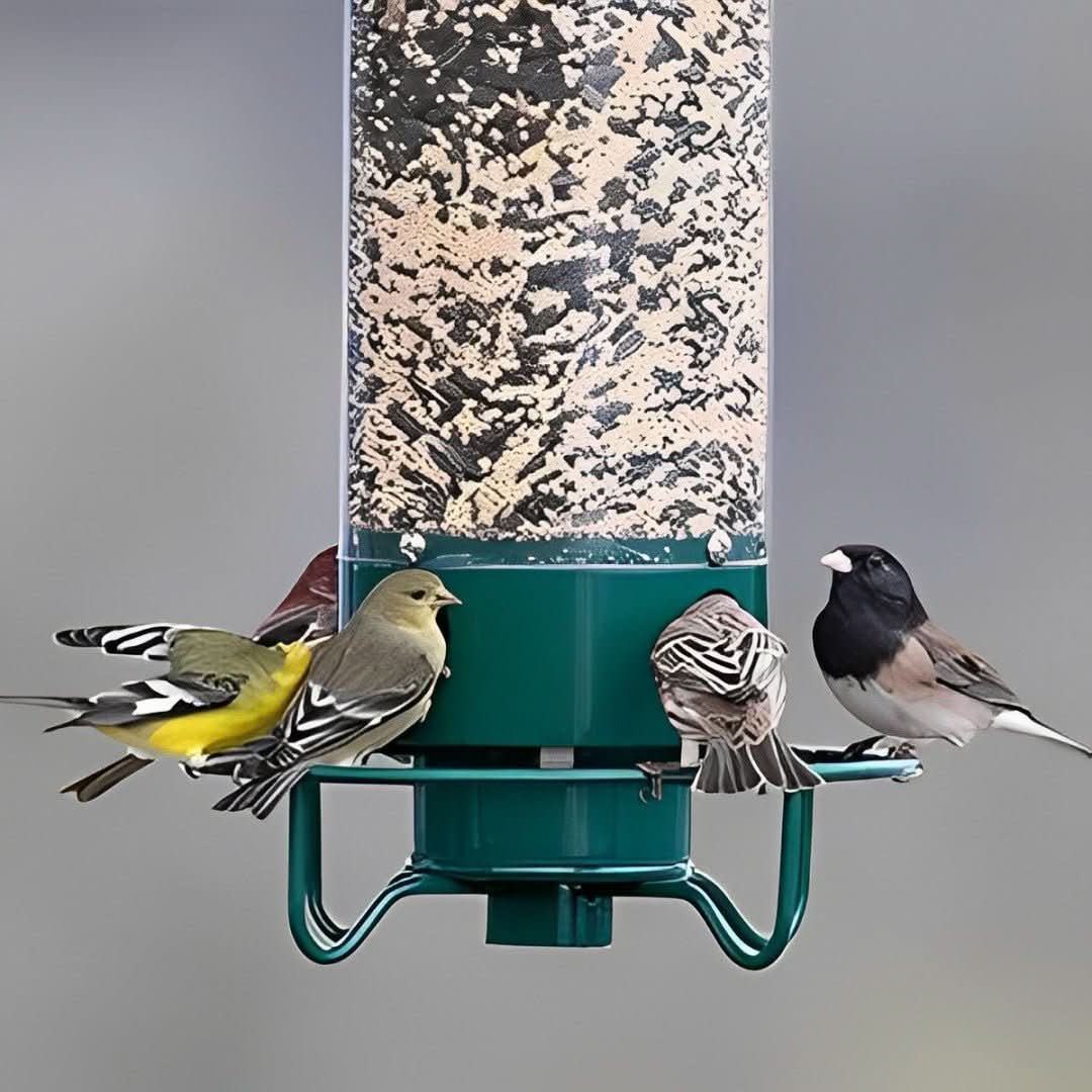 BowLift | Squirrel-Proof Birdhouse with weight-controlled feeder