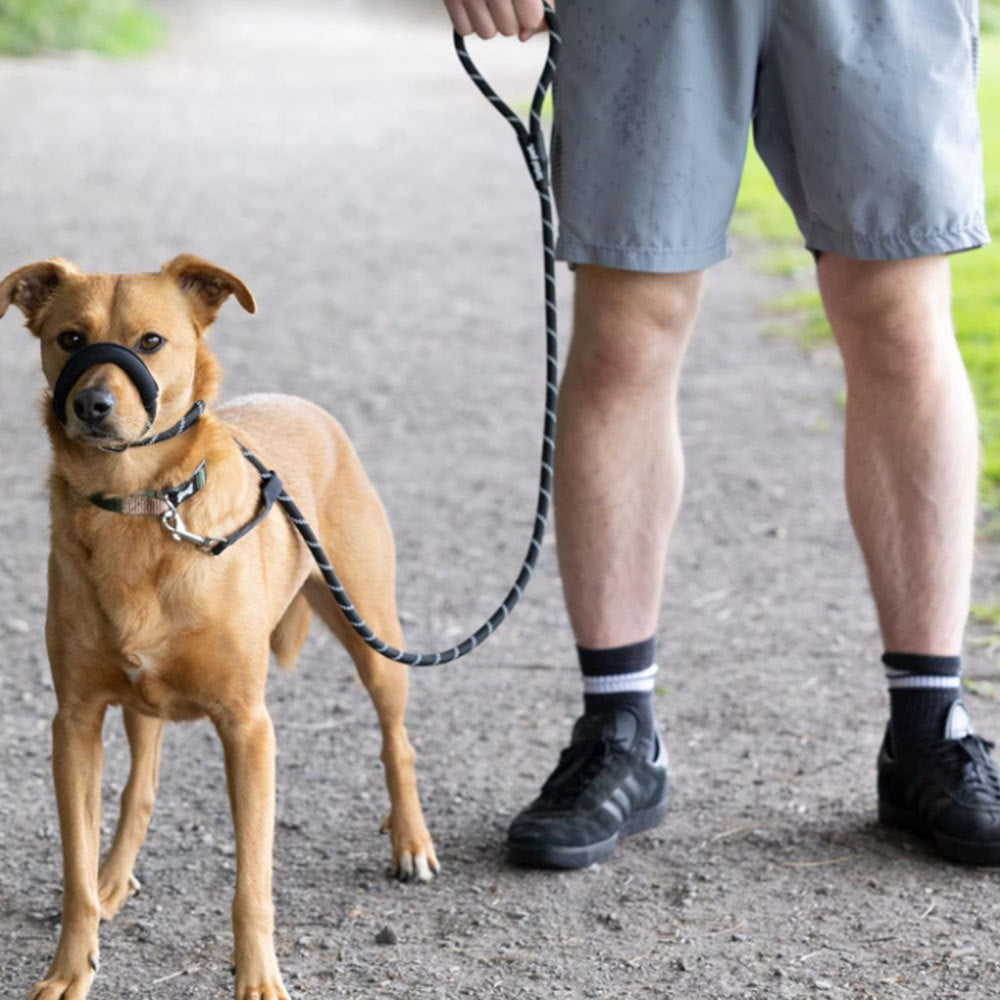 Heavy-Duty Climbing-Style Dog Leash