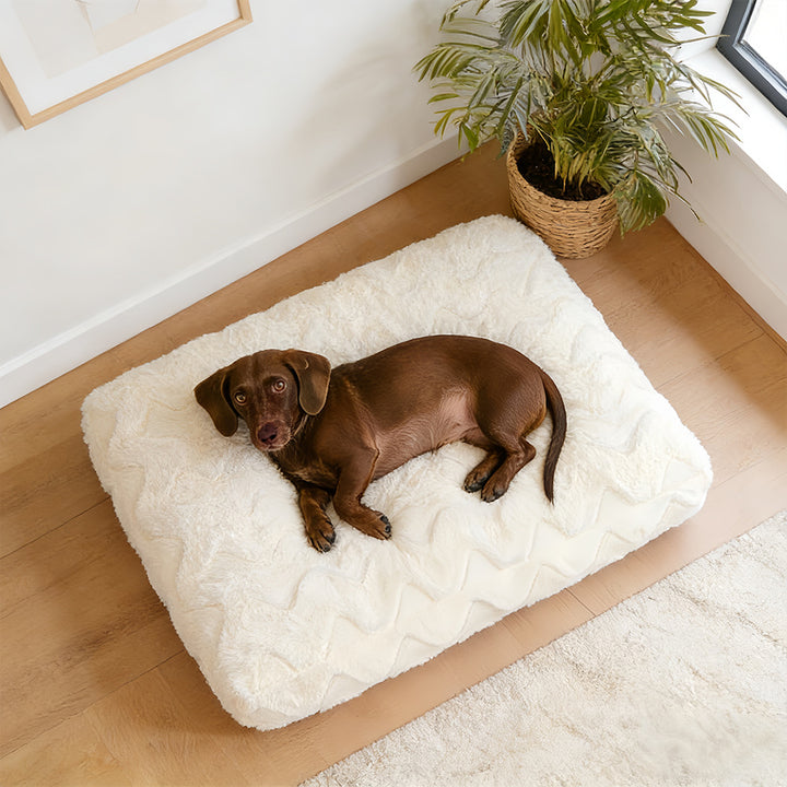Soft Textured dog Cushion