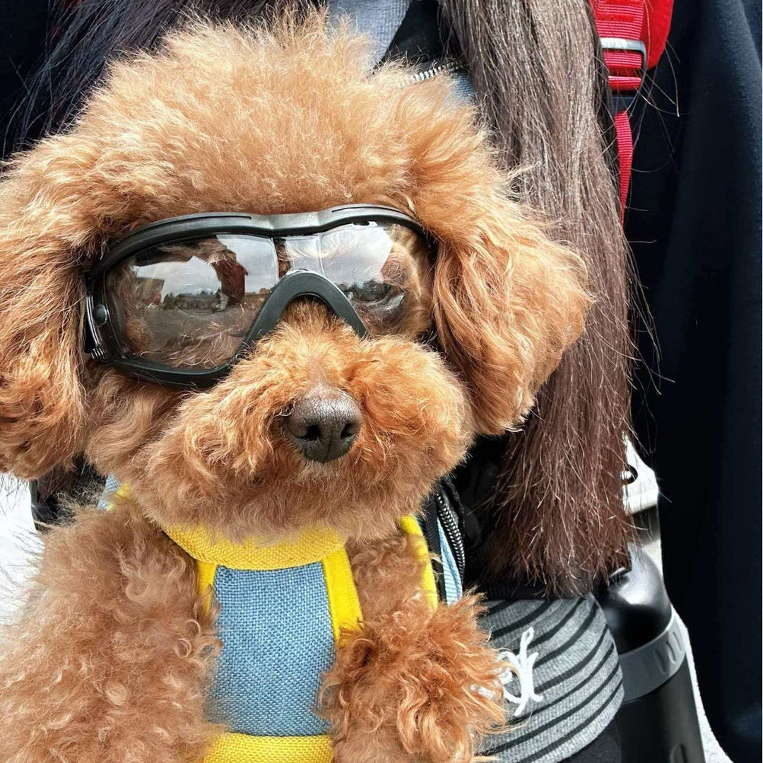 Pet Impact-Resistant Anti-Fog Motorcycle and Ski Protective Goggles Bowlift