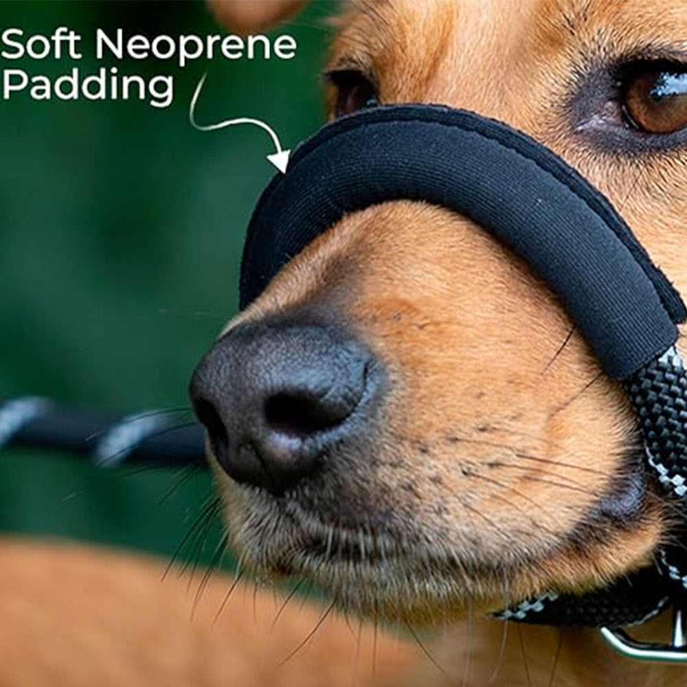 Heavy-Duty Climbing-Style Dog Leash