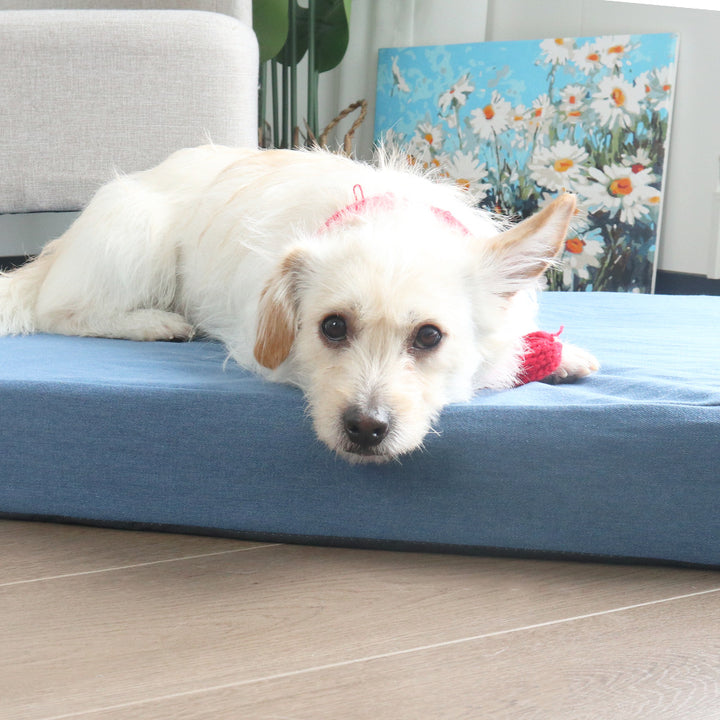 Comfortable Supportive dog Mat