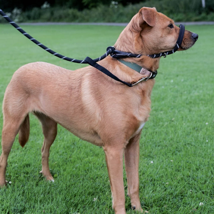 Heavy-Duty Climbing-Style Dog Leash