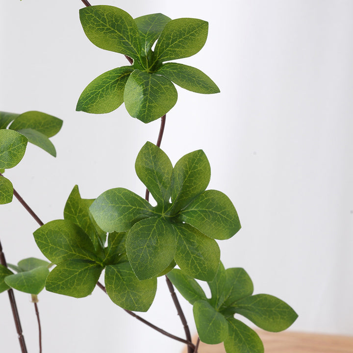 Decorative Green Plant