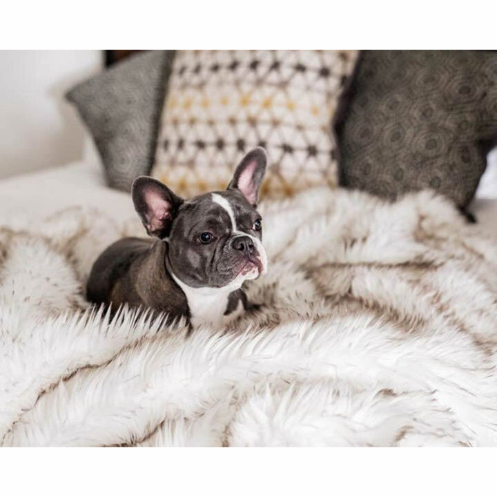 Unisex soft pet blanket with luxurious plush Bowlift