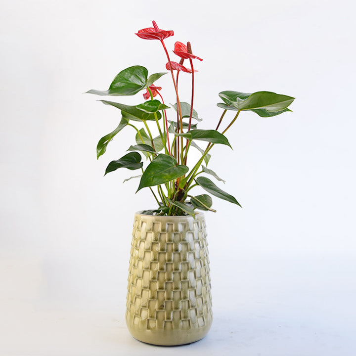 Decorative Flower Pots Bowlift