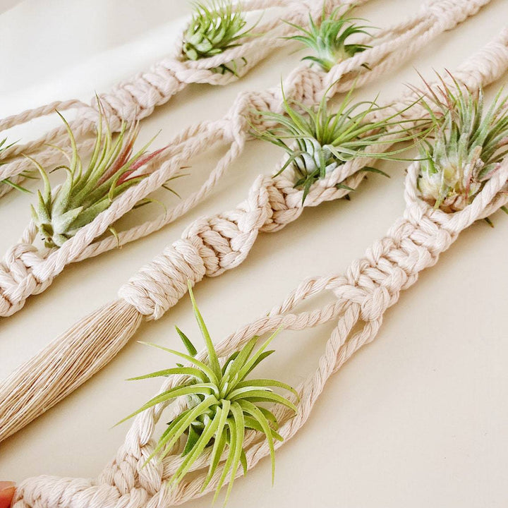 Elegant Macrame Plant Wall Hanging Bowlift