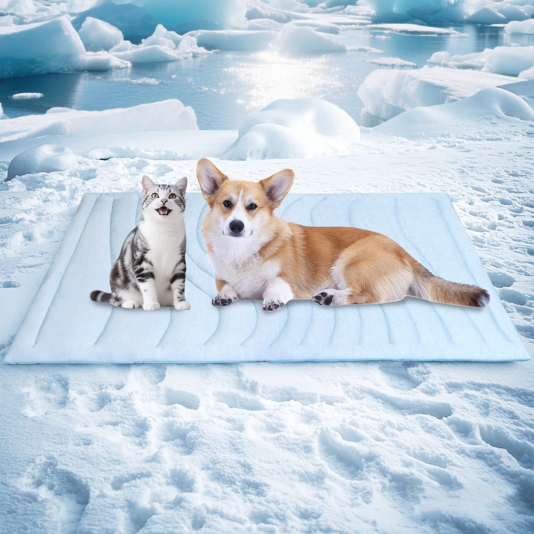 Tier Snuggle Blanket Bowlift