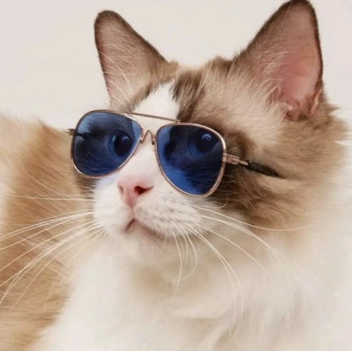 Aviator Style Bowlift Sunglasses