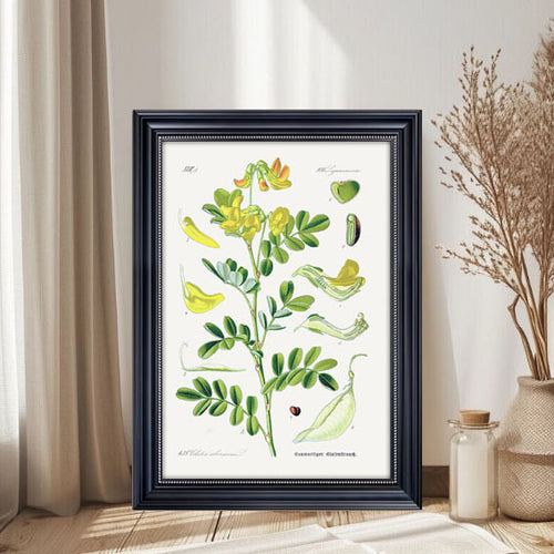 Botanical Art Print