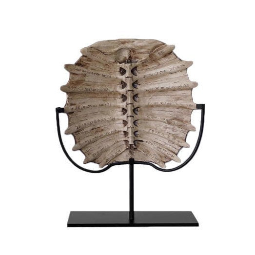 Decorative Natural History Rib Sculpture