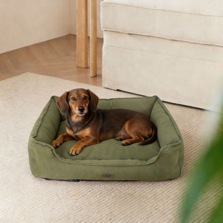Orthopedic Supportive dog Lounge