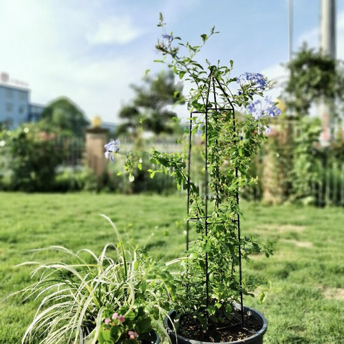 Plant Support