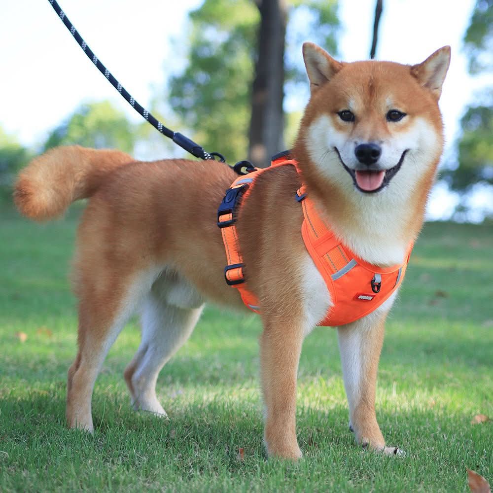 BowLift | anti-pull dog harness for pain-free walks