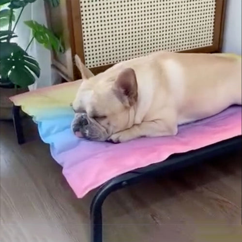 IcePup Frenchie Summer Cooling Mat with Advanced Ice Tech | Bowlift