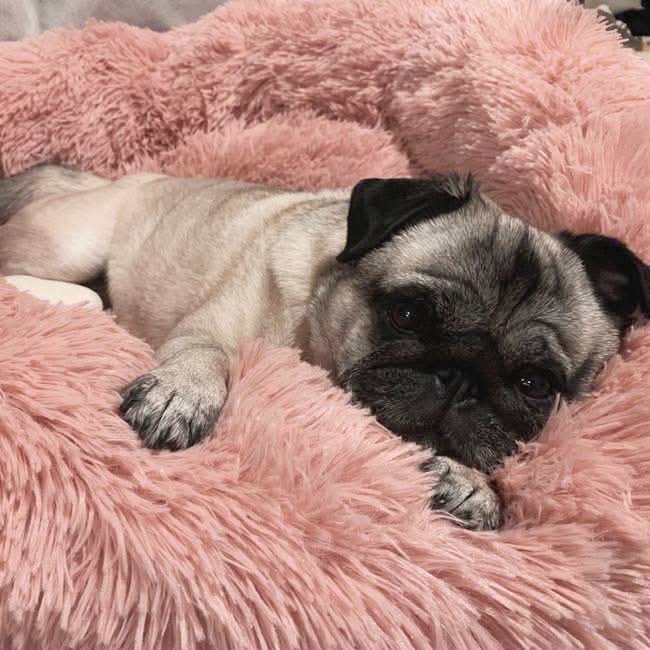 BowLift | FUZZYPLUSH – Orthopedic Plush Dog Bed for Deep Sleep