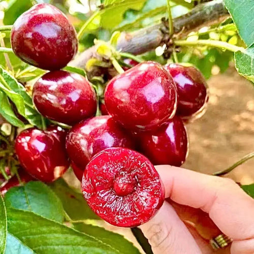 BowLift | Rainier Cherry Seeds – High Quality Cherries