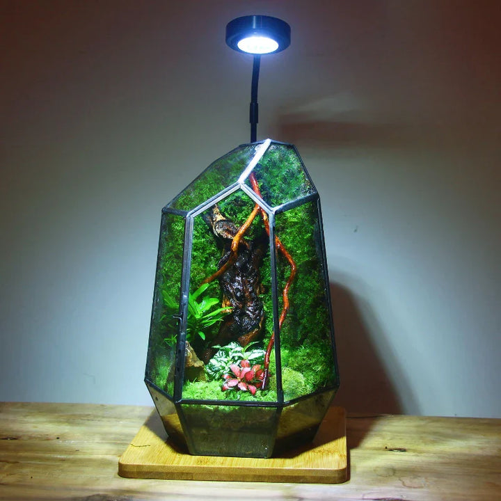 Modern Geometric Nature-Inspired Botanical Terrarium | Bowlift