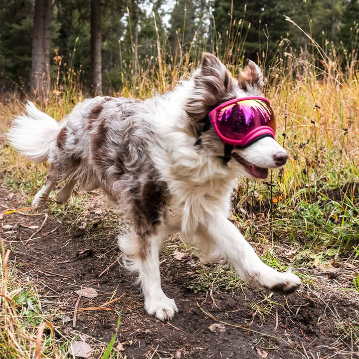 Dog sunglasses with UV protection windproof adjustable Bowlift