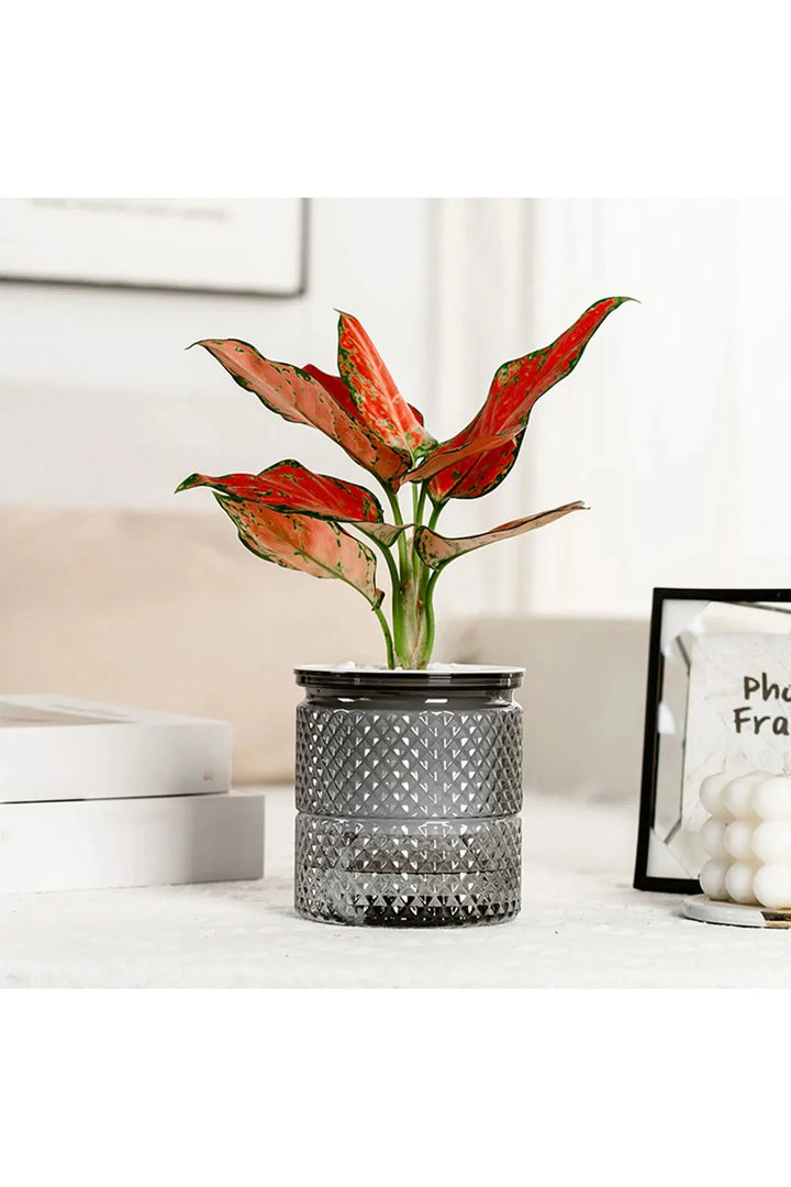 Self-watering flower pot | Bowlift