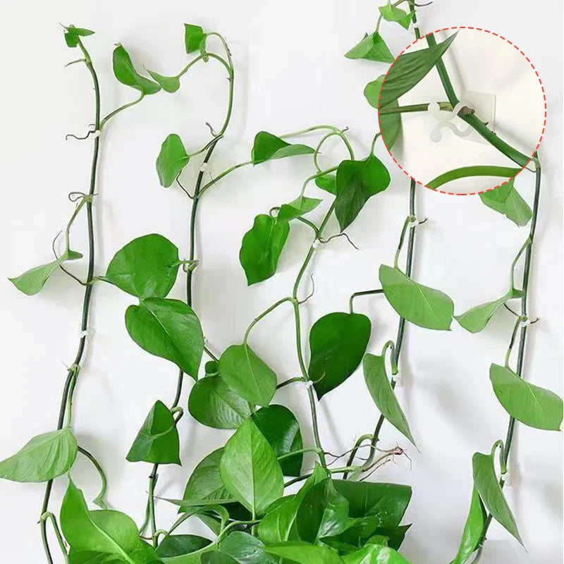 BowLift | Climbing Wall Mounting Clips – Practical Plant Holders for Wall Decoration