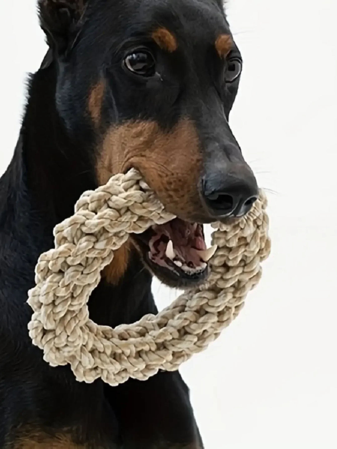Robust cotton chew ring for dogs Bowlift