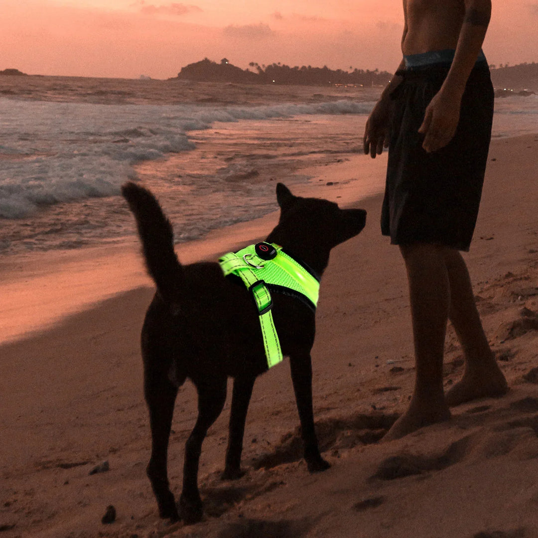LED Dog Harness USB rechargeable & adjustable Bowlift