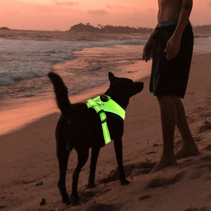 LED Dog Harness USB rechargeable & adjustable Bowlift