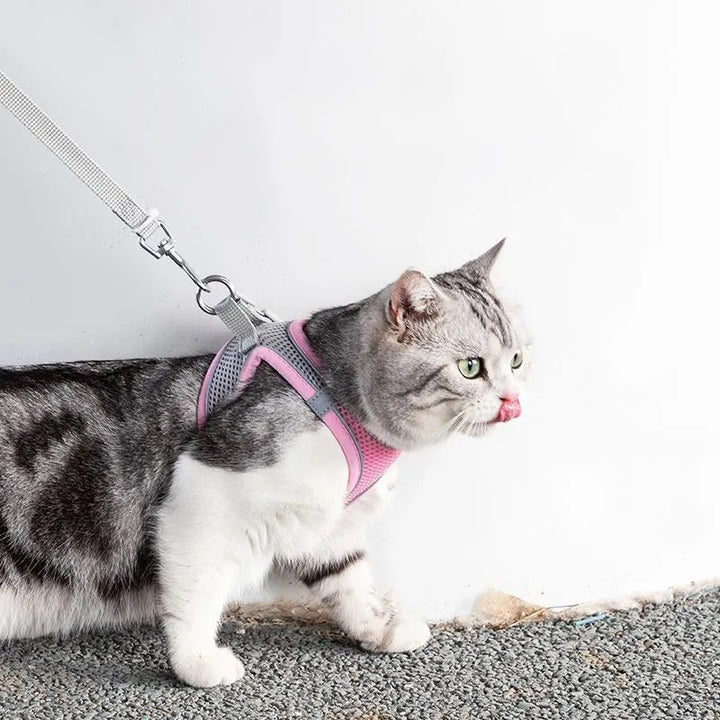 Adventurous Cat Harness with Leash – Adjustable and Reflective | Bowlift