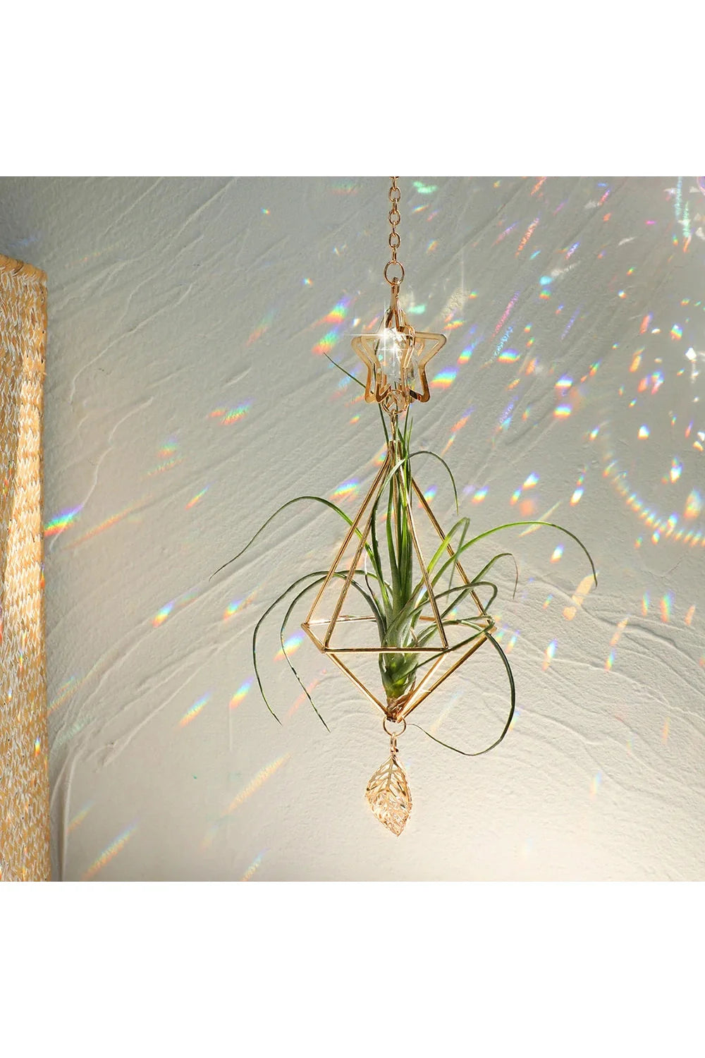 Air Plant Sun Catcher | Bowlift