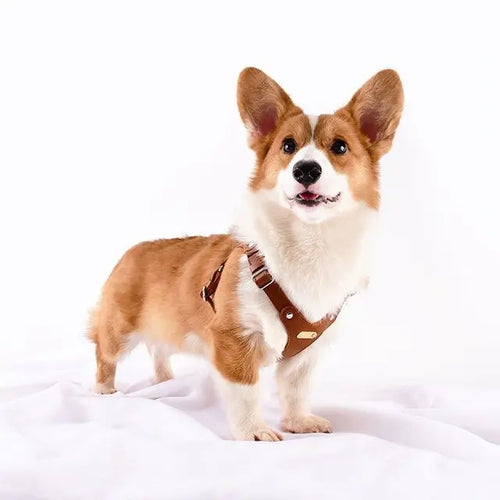 Adjustable Leather Dog Harness with Custom Engraving Bowlift