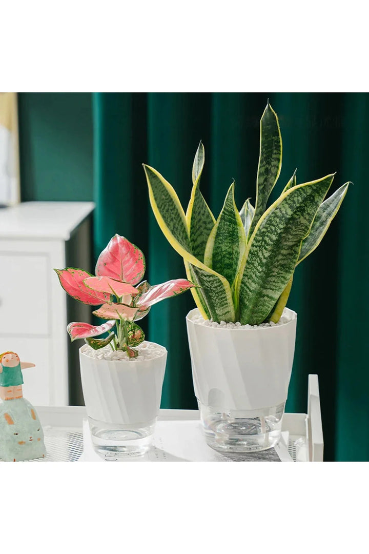 Transparent office plant pot | Bowlift