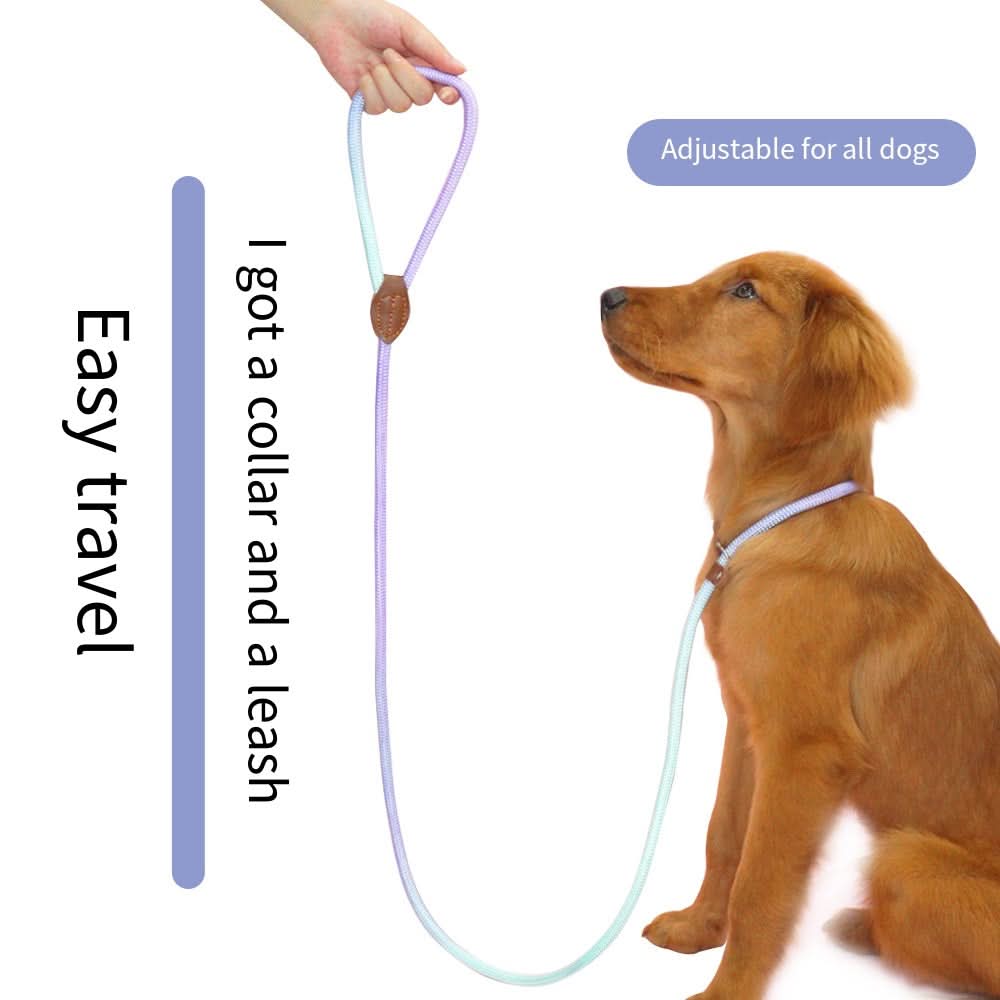 BowLift | Colorful Dog Leash for Stylish Walks