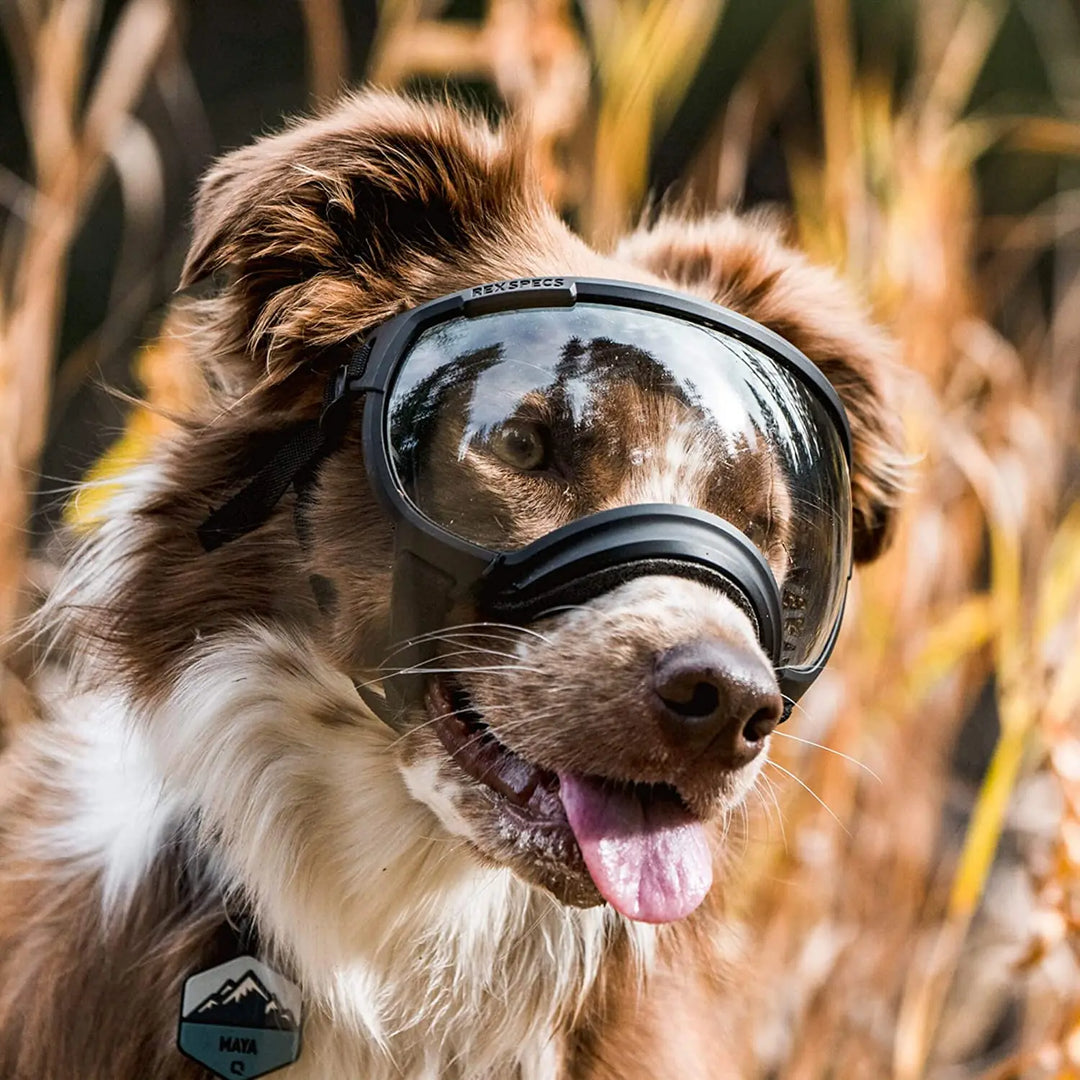 Dog sunglasses with UV protection windproof adjustable Bowlift